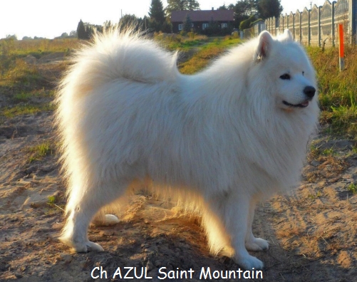 Azul saint mountain | Samoyed 