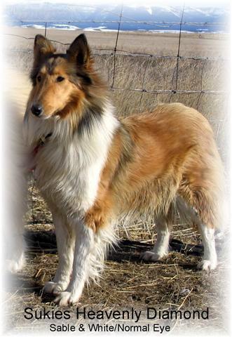 Sukies Heavenly Diamond | Rough Collie 