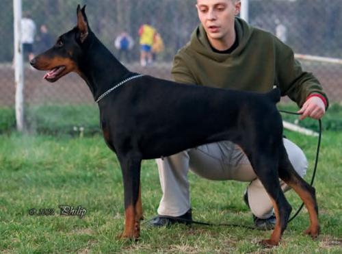 Alabama | Black Doberman Pinscher