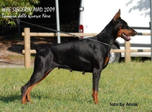 Tamara delle Querce Nere | Black Doberman Pinscher