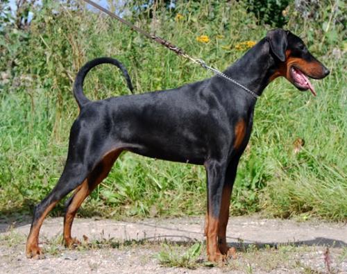 Arria Soley Austerlitz | Black Doberman Pinscher