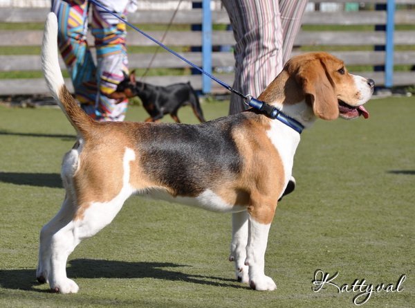 Enka Krista Kattyval | Beagle 