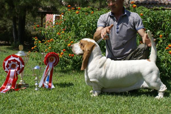 Akasha banana split | Basset Hound 