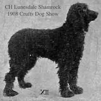 Lunesdale Shamrock | Irish Water Spaniel 
