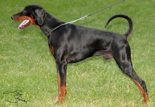 Awar Soley Austerlitz | Black Doberman Pinscher