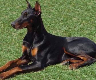 Raramon v. Neblig Feld | Black Doberman Pinscher