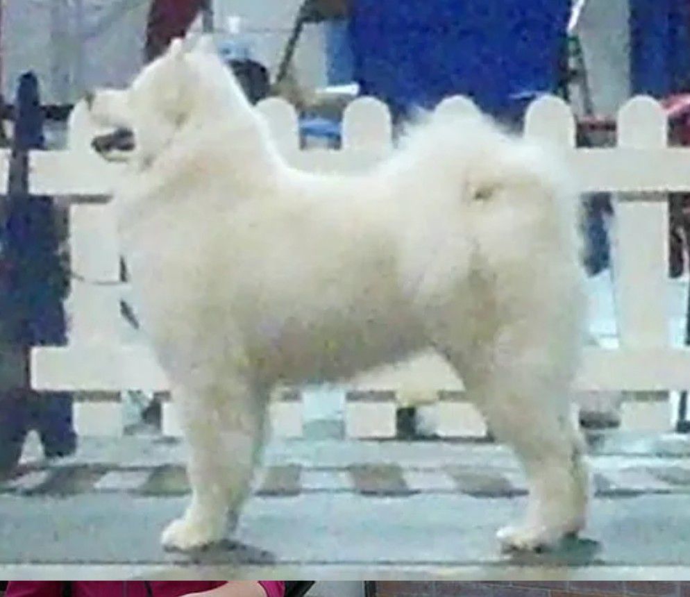 Vanderbilt My Intentions RClear | Samoyed 