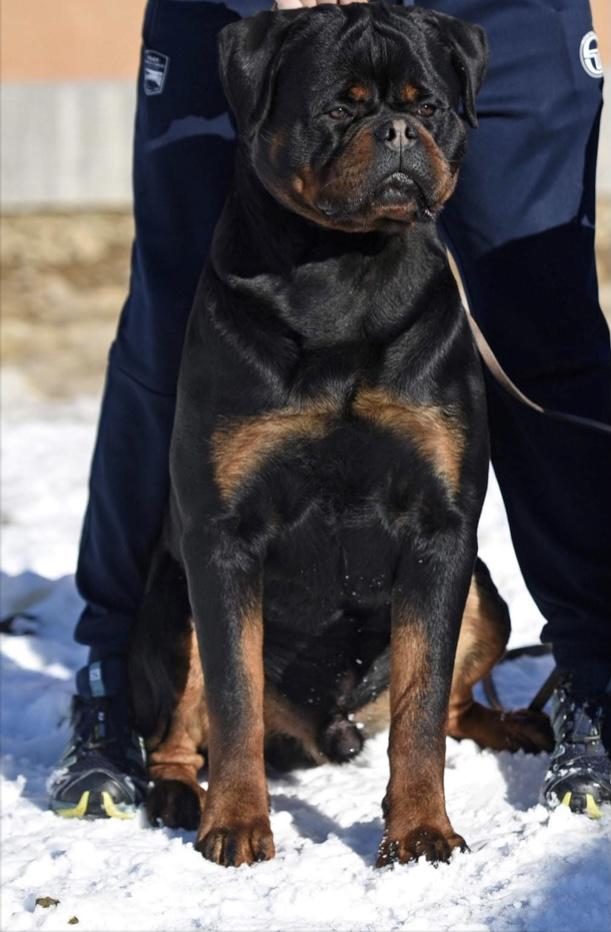 Boss Niko Rott | Rottweiler 