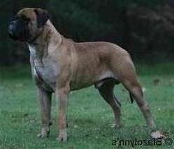 Kugel Red Rebellion of Blazolynn | Bullmastiff 