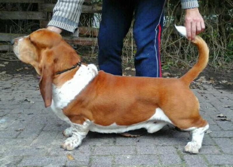 Tidalwaves O'Reilly | Basset Hound 