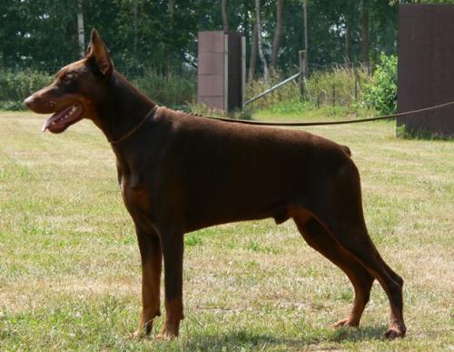 Elliotfinn di Campovalano | Brown Doberman Pinscher