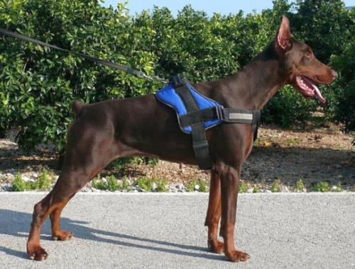 Sandra Saray de Rizzi | Brown Doberman Pinscher