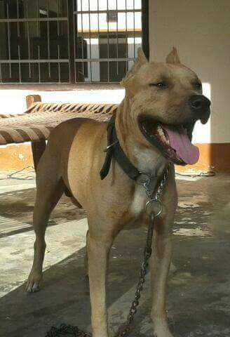 Dollar | American Pit Bull Terrier 