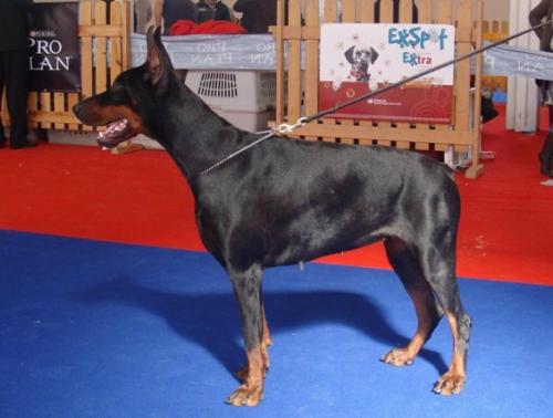 Shakira de Rizzi | Black Doberman Pinscher