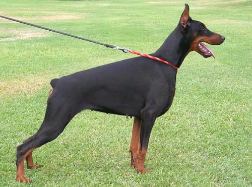 Shandy Shantal de Rizzi | Black Doberman Pinscher