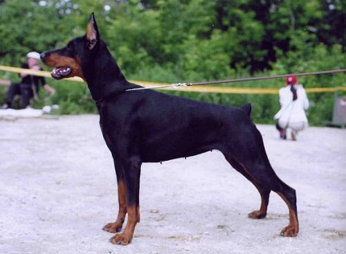 Sergius-Aleksandrija Dogma | Black Doberman Pinscher