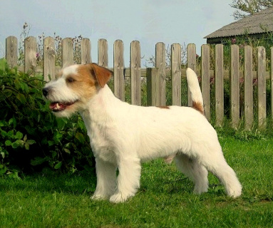 Hiti dandy douvet | Jack Russell Terrier 