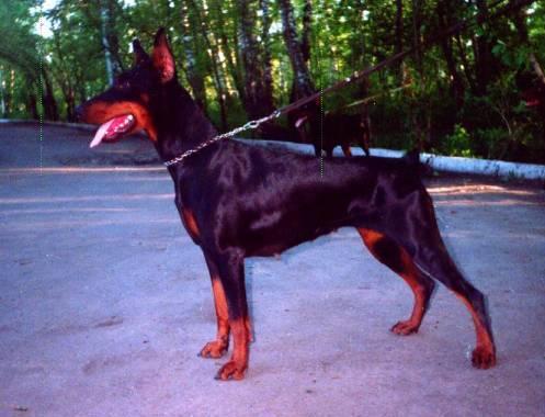 Sergius-Aleksandrija Gracia Gotika | Black Doberman Pinscher