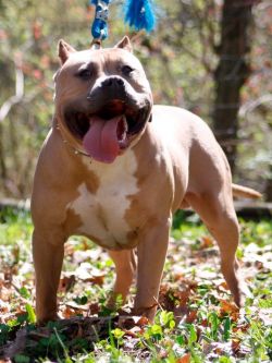 Davybully'z Subzero | American Pit Bull Terrier 