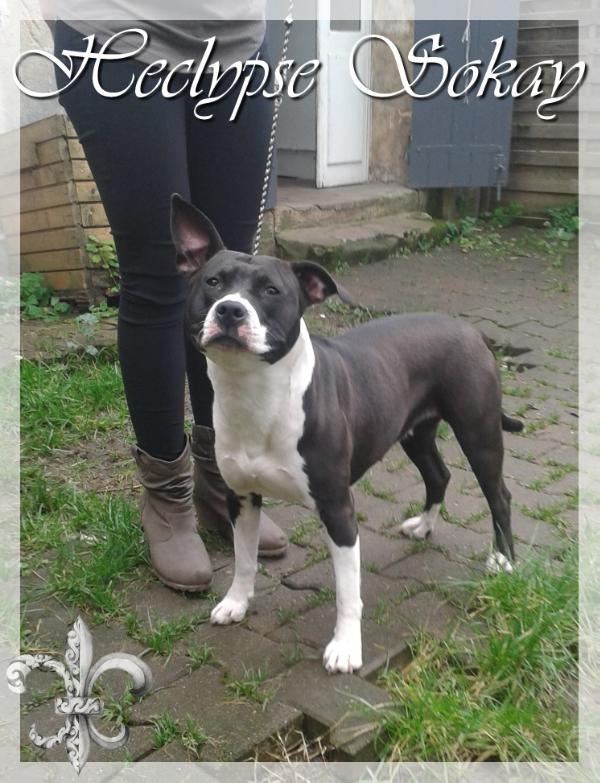 Sokay Heclypse | American Staffordshire Terrier 