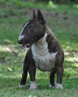 Apequenao del Cornijal | Miniature Bull Terrier 