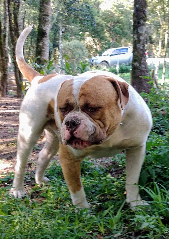 Uruba Bull Jony Melacus Junior | American Bulldog 