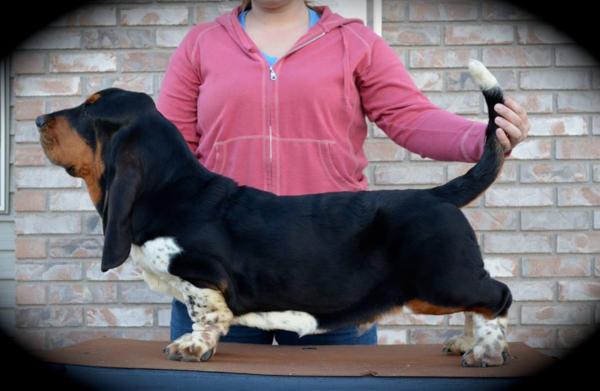 Maple Street Nimbus 2000 | Basset Hound 