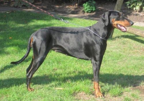 Hiska v.d. Burgstätte | Black Doberman Pinscher