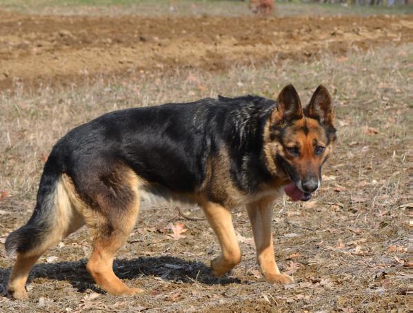 SASA od TYM | German Shepherd Dog 