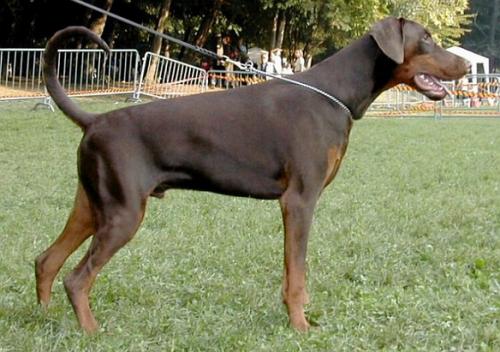 Benji del Rio Bianco | Brown Doberman Pinscher