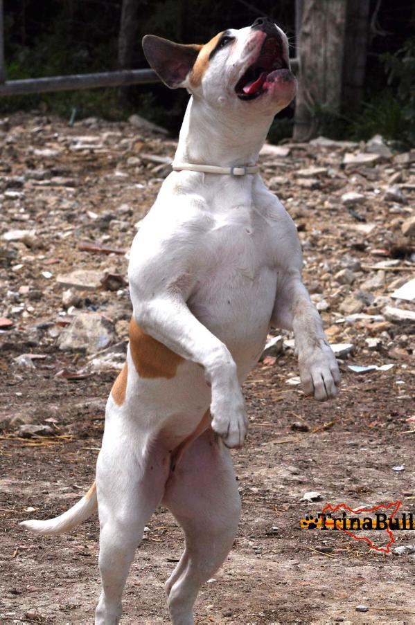 Trinabull's Beyonce | American Bulldog 