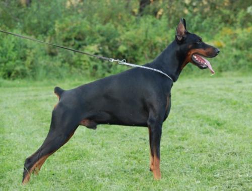 Titus Tarantula v. Jahrestal | Black Doberman Pinscher