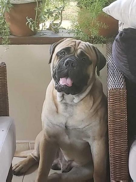 Br Beller's Pacatus | Bullmastiff 