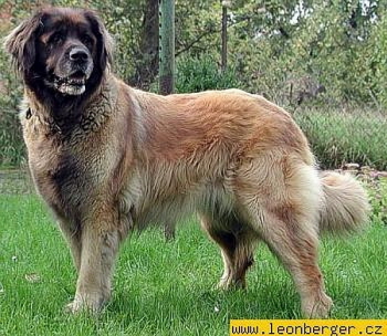 Bella Podripske Podhaji | Leonberger 