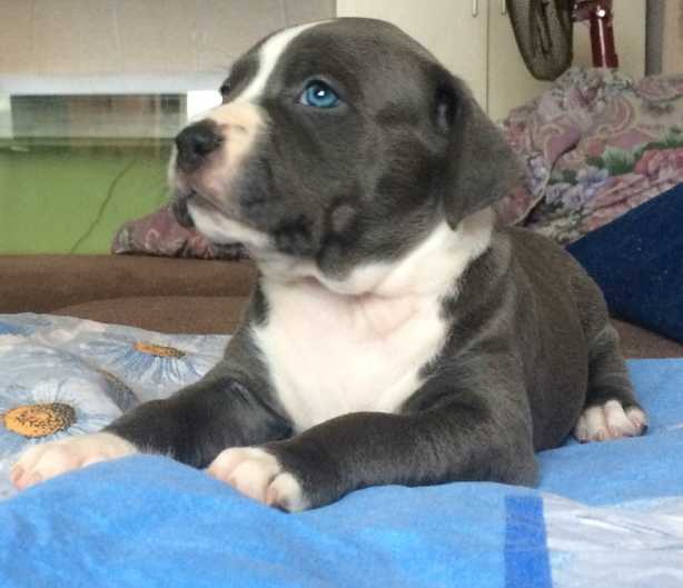 NIKSA DIAMOND RING | American Staffordshire Terrier 