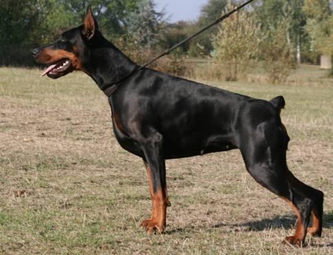 Tigris Lewan v. Jahrestal | Black Doberman Pinscher