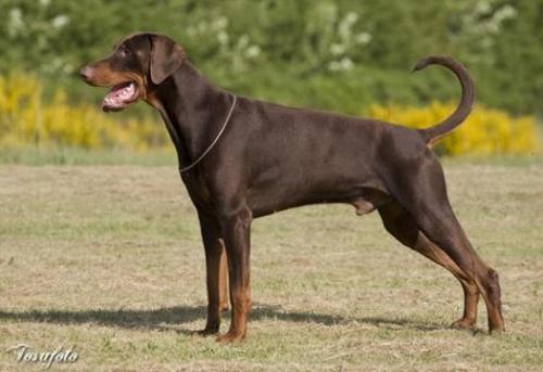 Dakota v. Burghof | Brown Doberman Pinscher