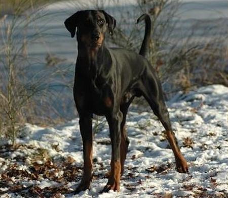 Daytona v. Burghof | Black Doberman Pinscher