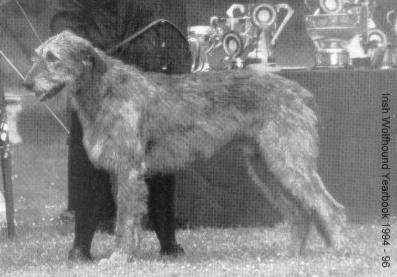 Bokra George Caredig | Irish Wolfhound 