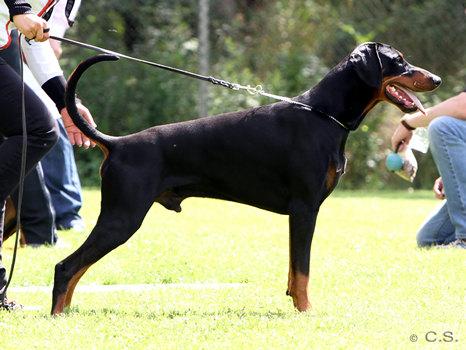 Devill v. Burghof | Black Doberman Pinscher