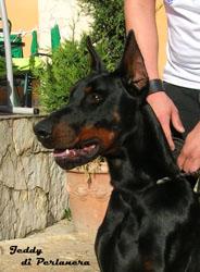 Jeddy di Perlanera | Black Doberman Pinscher