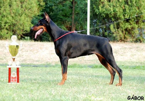 Juanita di Perlanera | Black Doberman Pinscher