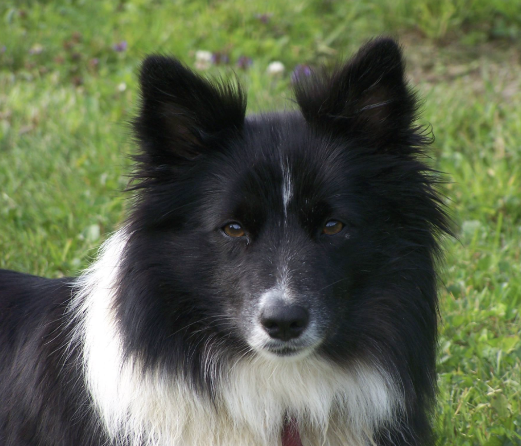 Mceremons Mina | Icelandic Sheepdog 