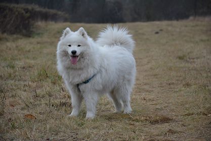 Siberian Love AMAZING AURA | Samoyed 