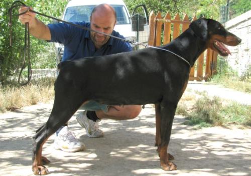 Blondie di Campovalano | Black Doberman Pinscher