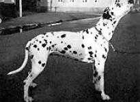 Vemmentorps Trixie | Dalmatian 