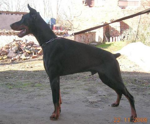 Bartolomeo II (LO0750963) | Black Doberman Pinscher