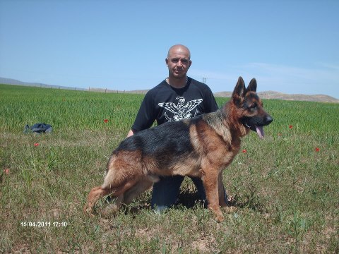 Dock de naphil | German Shepherd Dog 