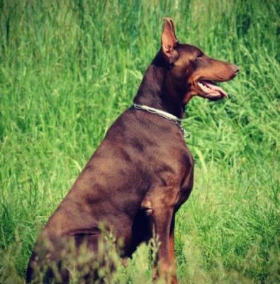 Nike Shandler de' Andreoli | Brown Doberman Pinscher