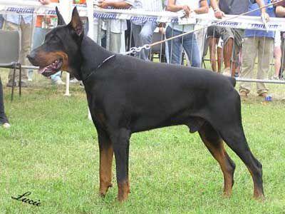 Burg (LO0269357) | Black Doberman Pinscher